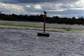 A buoy and a bird on the river...