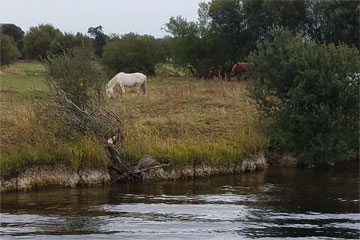 Shannon Boat Hire Gallery - Strange looking cows...