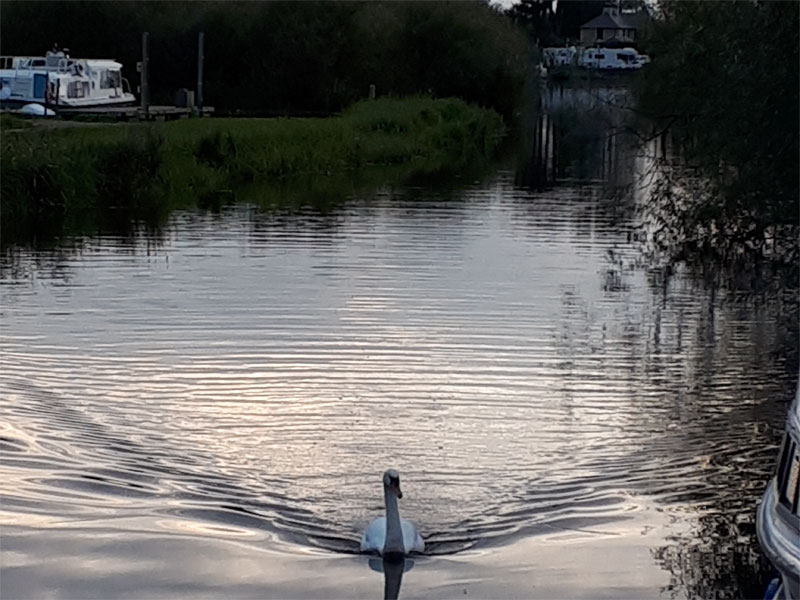 Shannon Boat Hire Gallery - I think we're being followed.