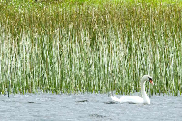 Shannon Boat Hire Gallery - A lone swan leaves the rushes