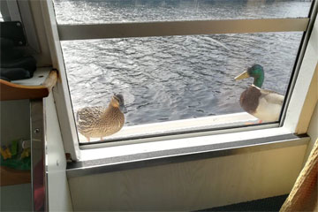 Shannon Boat Hire Gallery - Stowaways!