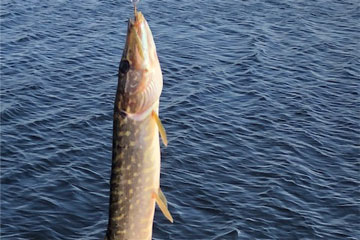 Shannon Boat Hire Gallery - Nice Catch!