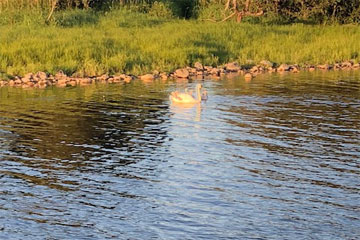 Signets by the river bank