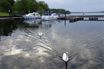 More hungry swans