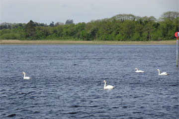 Shannon Boat Hire Gallery - Swan Lake?