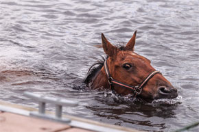 Why do I think this horse should have a hat on?