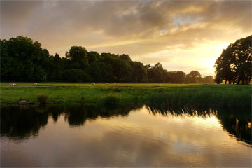 Shannon Boat Hire Gallery - Local Wildlife