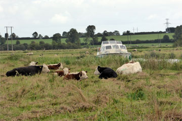 Lazing around... and so are the cows.