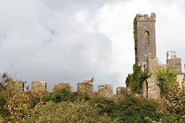 Shannon Boat Hire Gallery - Passing Castle Island on lough Key