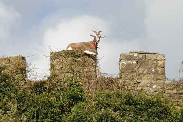 Goats on guard - we will chase you!