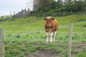 Shannon Boat Hire Gallery - "...it's incredibly funny, the cow/bull (can't remember) wouldn't stop looking at us and it's just an example of the splendid nature that surrounds the river Shannon."