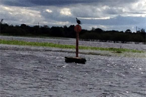 Shannon Boat Hire Gallery - A buoy and a bird on the river...