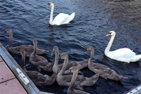 Shannon Boat Hire Gallery - Got any cheese?