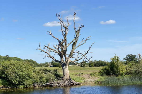 Shannon Boat Hire Gallery - The lightning tree