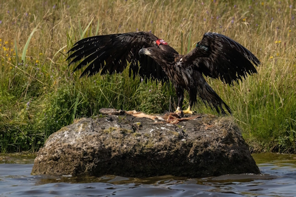 Stunning photo of a hawk feeding.