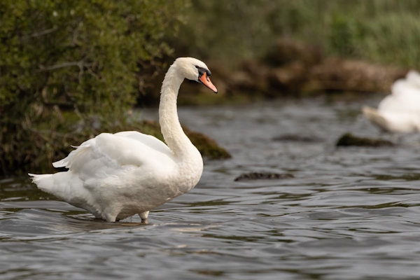 Wading for fish