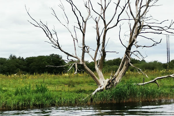 Shannon Boat Hire Gallery - Didn't that tree have a part in Harry Potter?