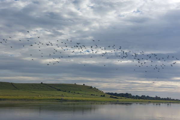 Shannon Boat Hire Gallery - Free as a bird...