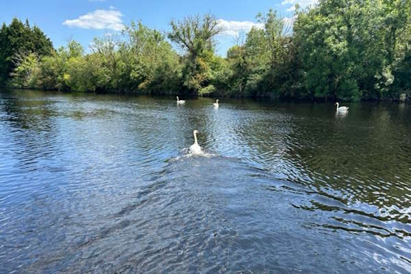 Shannon Boat Hire Gallery - 'They've got bread, go get some!'