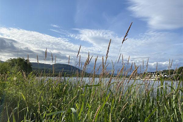 Shannon Boat Hire Gallery - The shore of lough Derg