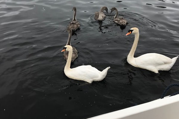 Shannon Boat Hire Gallery - Got any bread??