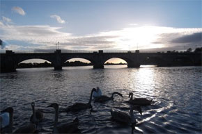 More swans trying to mooch food... they never give up!