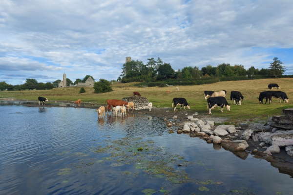 Shannon Boat Hire Gallery - Holy Cows!