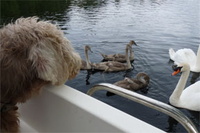 Shannon Boat Hire Gallery - I wonder what they taste like?