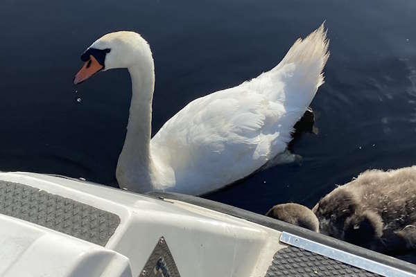 'We loved the company of the swans'