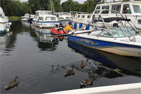 Shannon Boat Hire Gallery - Ducks on the mooch