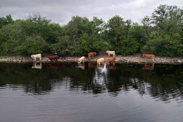 Skinnydipping cows