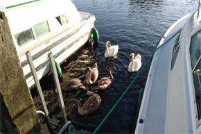 Swans waiting for their breakfast