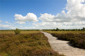 Bog Trackway leading to the Corlea Visitors Centre