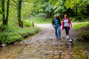 Walking the forests at Florence Court