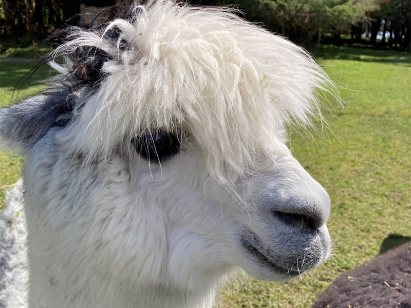 Boat Hire Ireland Travel Guide - Small family run alpaca farm with a herd of 50 alpacas. We offer farm visits and trekking. Small groups. Informative and interactive. Suitable for all ages.