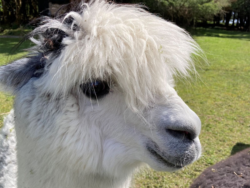 Open Farms on the Shannon - Boat Hire holiday guide