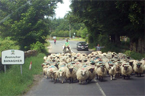 Rush hour in Banagher